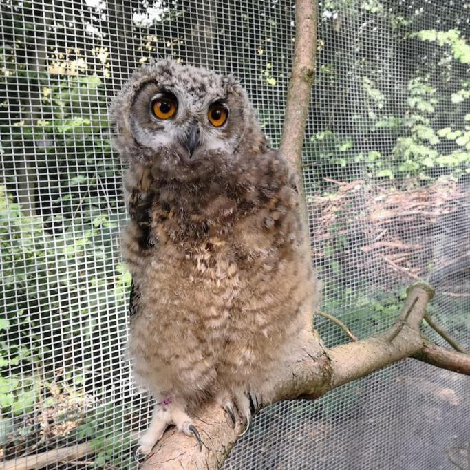 The Parrot Hotel, Live In A Rescue Animal Park Naestved