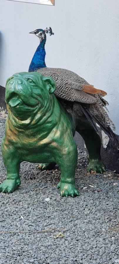 The Parrot Hotel, Live In A Rescue Animal Park * Naestved